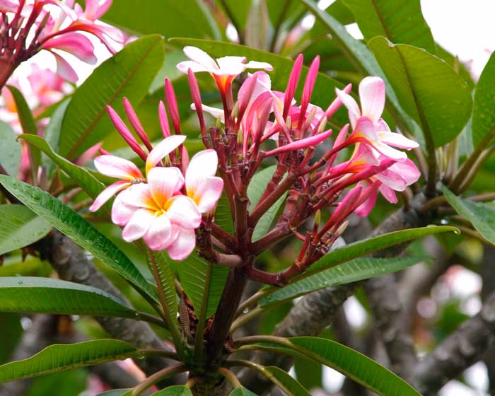 Hoa đại không có mật hoa. Chúng chủ yếu tỏa hương về đêm nhằm lôi kéo các loài bướm thụ phấn cho chúng. (Nguồn Ydvn)