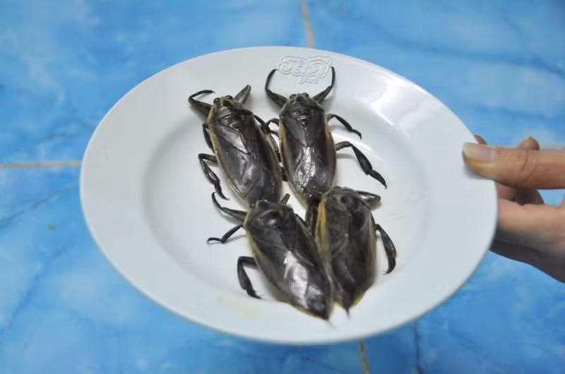 Ngoài ra, cà cuống còn là món ăn được ưa chuộng tại các nước như Ấn Độ, Thái Lan, Myanma, Singapore, Trung Quốc, Indonesia. (Nguồn Toplist)