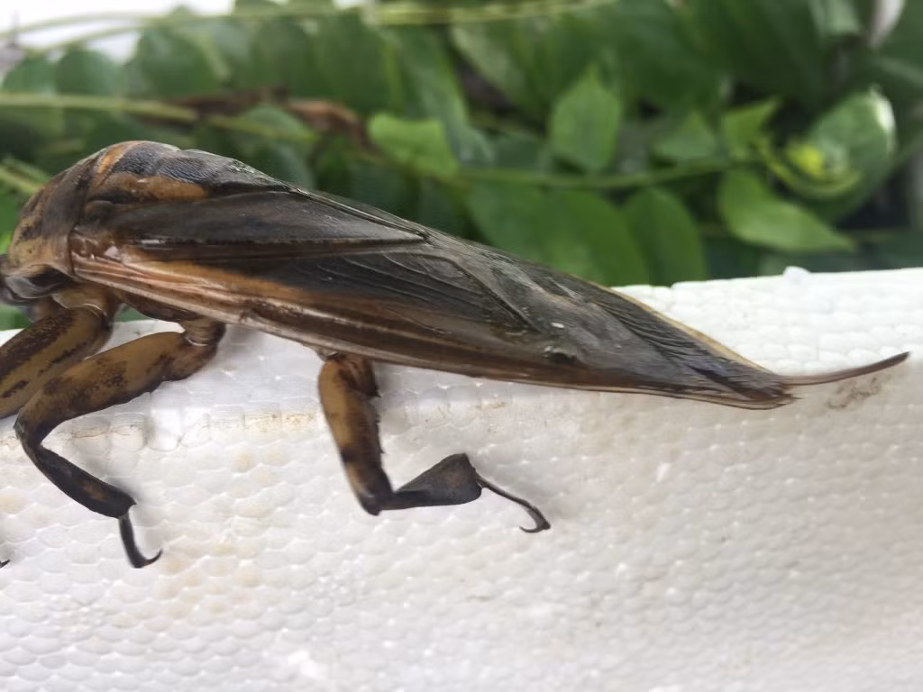 Ở Việt Nam, cà cuống thường sống ở các ruộng lúa, đầm, ao, hồ. Trên thế giới, cà cuống phân bố ở Campuchia, Thái Lan và được bán với giá khá đắt. (Nguồn Otofun)