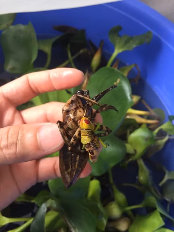 Thậm chí, xưa kia, cà cuống còn là sơn hào hải vị của người Việt dùng để cống nạp cho Trung Hoa với tên gọi con sâu quế. (Nguồn Otofun)