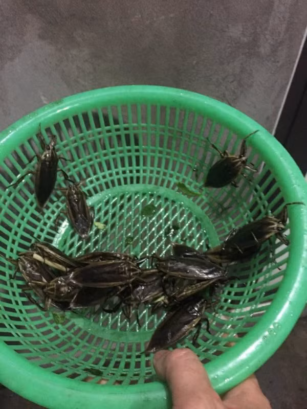 Cà cuống có thể dùng làm chế biến món ăn với hương vị rất ấn tượng. Nó được xem là gia vị quý giá được pha chế vào nước mắm. (Nguồn Otofun)