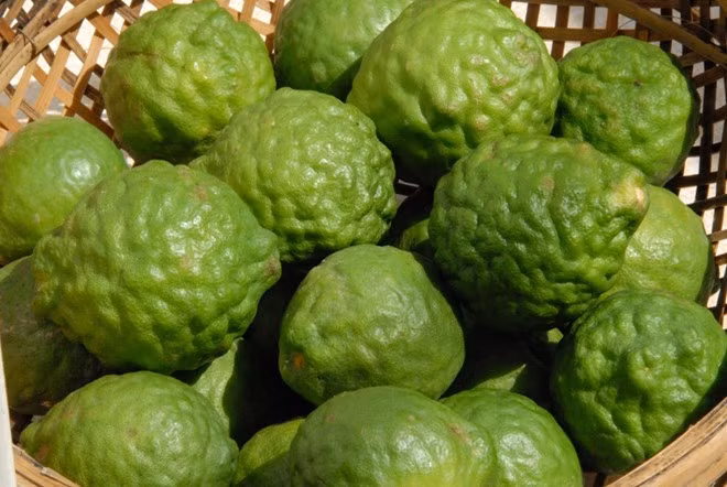 Mặc dù vậy, cây trúc là cây dễ sống, có thể thích khi với điều kiện khô hạn, nhiệt độ của vùng đồi núi. (Nguồn Tapchigiadinh)