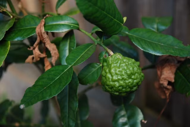 Ngoài quả, lá trúc cũng được sử dụng làm nguyên liệu quan trọng trong một số món đặc sản vùng An Giang, trong đó có món gà hấp lá trúc và cháo bò trái trúc ngon nổi tiếng. (Nguồn Sevuon)