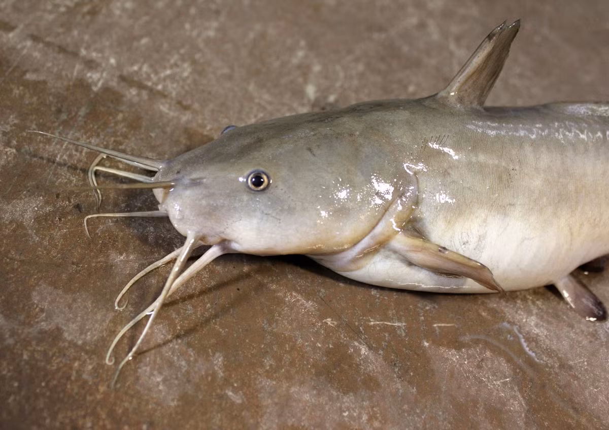 Ở Việt Nam, cá ngát phân bố khá rộng, từ An Giang, Đồng Tháp đến Bến Tre, Sóc Trăng. (Nguồn Blogspot) 