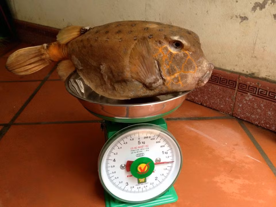 Cá bò hòm rất chậm lớn, cộng với việc số lượng cá bò hòm trong tự nhiên rất ít nên loài cá này trở nên quý hiếm. (Nguồn Otofun)