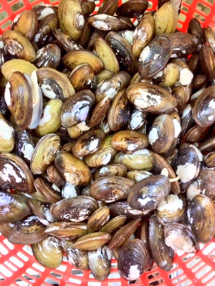 Sò phi có vỏ màu nâu bóng, thịt nhiều, béo và thơm hơn các loại sò nước ngọt khác nên rất được ưa chuộng. (Ảnh Haisantuoisachbienhoa) 