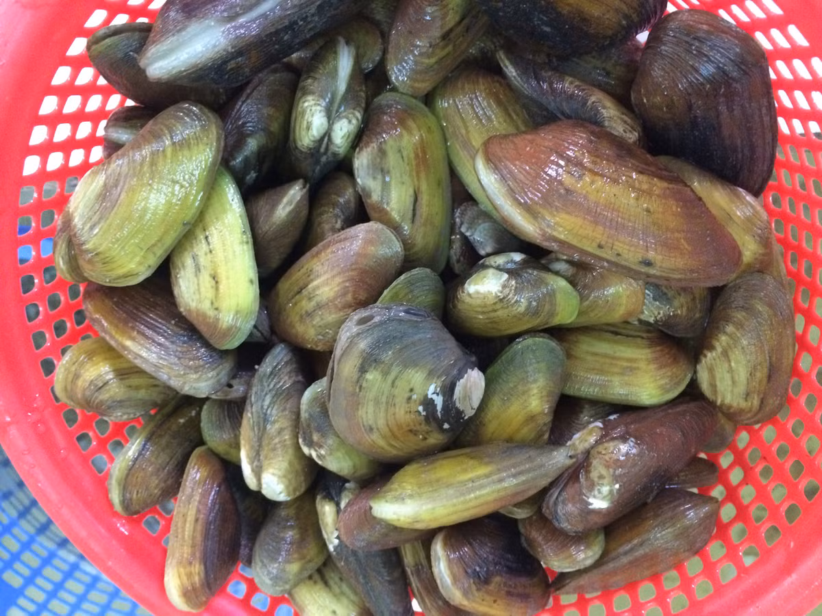  Sò phi (tên đầy đủ là sò phi gò) là loài nhuyễn thể hai mảnh, sống tại các vùng nước lợ ở các bãi rừng ngập mặn hoặc các bãi triều từ cửa sông đổ ra biển. (Ảnh Haisantuoisachbienhoa)