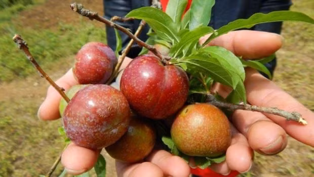 Mận tam hoa ra hoa vào nửa cuối tháng 2 và chín vào cuối tháng 5. Cũng giống như hồng, mận là một cây rụng lá nên thời gian trồng thuận tiện nhất là tháng 12, tháng 1 khi cây nghỉ đông. (Nguồn Tapchicongso) 