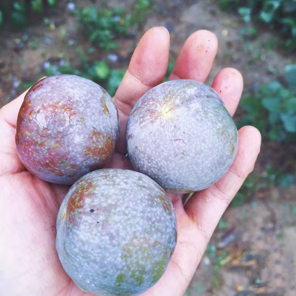 Mặc dù vậy, ăn quá nhiều mận có thể gây hại thận, gây nóng trong cũng như làm hại dạ dày và men răng. (Nguồn Tapchicongso)