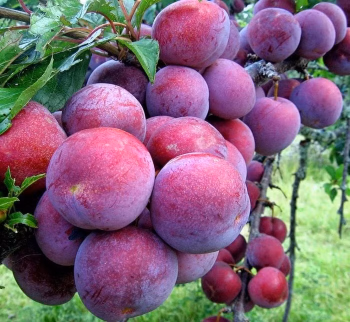  Mận tam hoa là loại trái cây đặc sản nổi tiếng của cao nguyên Bắc Hà (Lào Cai). Loại mận này quả to, mã đẹp, ăn giòn và ngọt. (Nguồn Thuyanhfruits) 