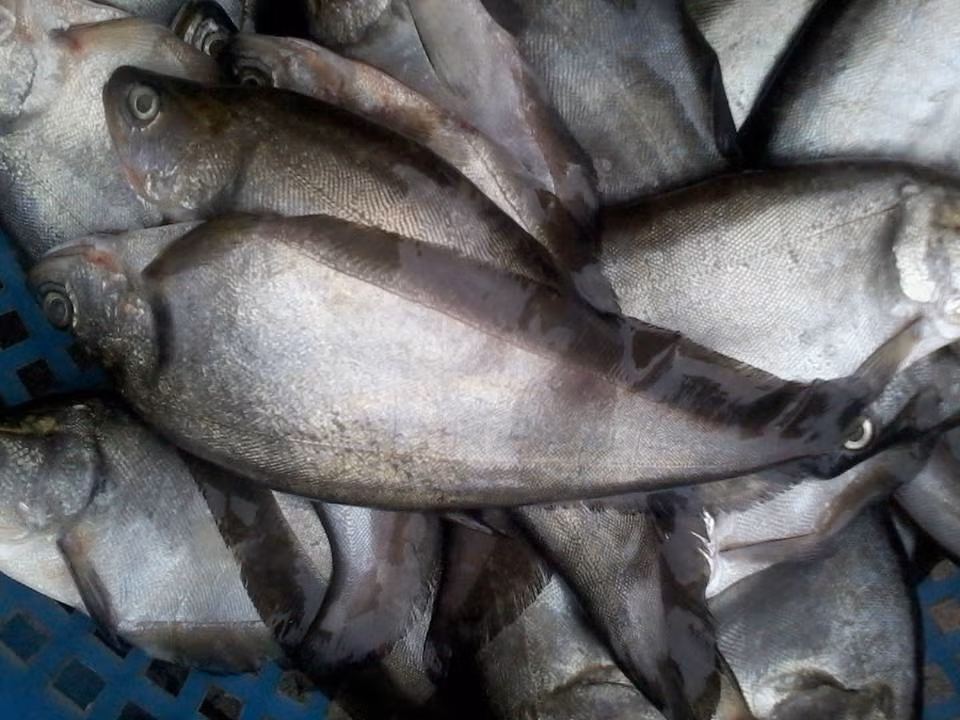 Ở Âu Mỹ, cá thác lác còn được sử dụng để làm cảnh vì cá có thói quen bơi lên sát mặt nước, và lật mình làm tung tóe nước trông rất vui mắt. (Nguồn Vatgia)