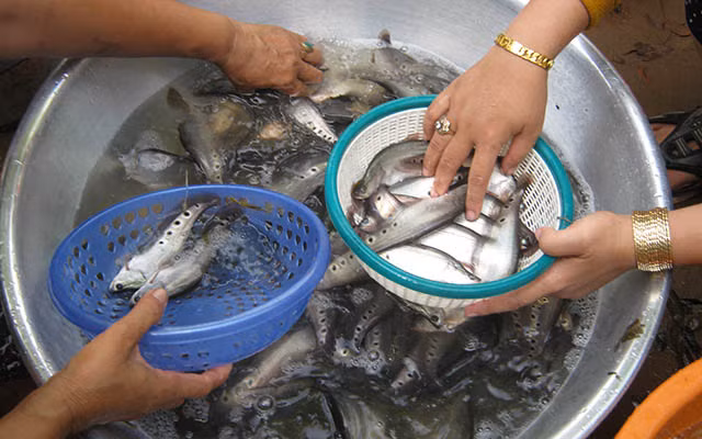 Cá thác lác rất giàu dinh dưỡng. Nó có chứa chất béo, chất đạm, axit béo omega, vitamin A rất tốt cho sự phát triển trẻ nhỏ và cho tim mạch người lớn, phụ nữ mang thai và người cao tuổi. (Nguồn Danviet)