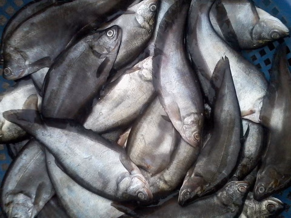 Thịt cá thác lác ăn có vị ngọt, tính bình, không độc và có tác dụng bổ huyết, rất tốt đối với tất cả mọi người, đặc biệt là những người ăn uống kém, suy nhược cơ thể…(Nguồn Yeunoitro)