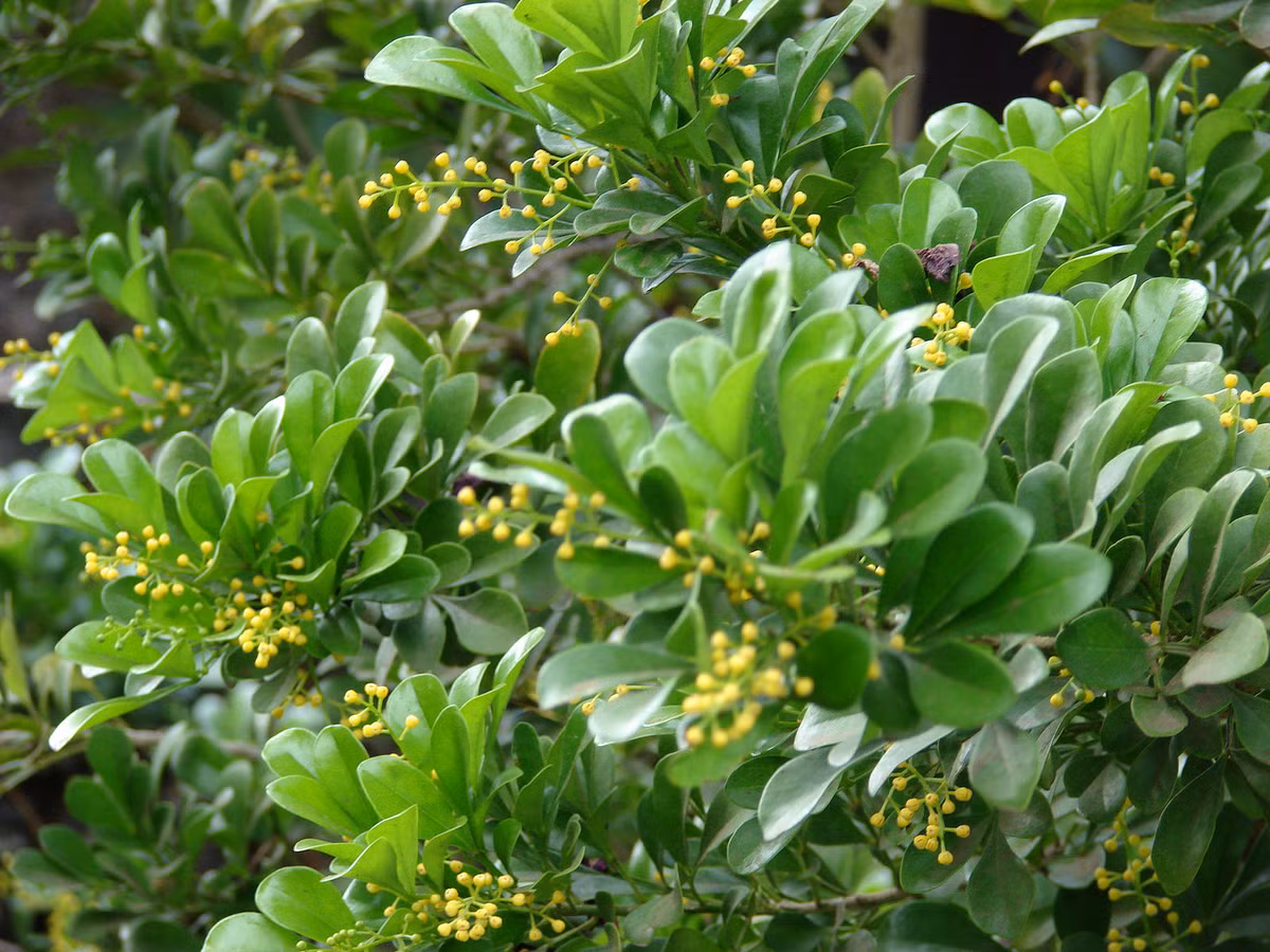 Cây ngâu có nguồn gốc từ các khu rừng thưa ở vùng núi thuộc các nước Trung Quốc, Thái Lan, Campuchia, Lào,...(Nguồn Maxpull-gdvuch3veo)