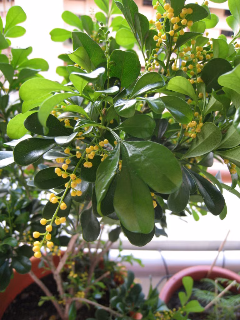 Trong đông y, cây ngâu là một loại thảo dược, được sử dụng làm thuốc bổ, trị thấp khớp, nhiễm trùng, giải nhiệt. (Nguồn Heavenly-products)