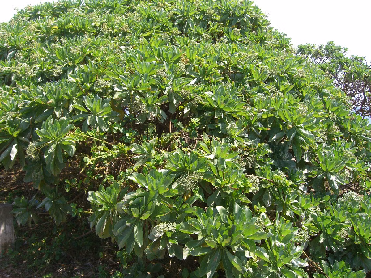  Cây phong ba là loài cây biểu tượng của Trường Sa nhưng nguồn gốc xuất xứ tên gọi của nó vẫn chưa ai biết. Thậm chí các nhà biên soạn Từ điển Tiếng Việt cũng chưa kịp bổ sung tên loài cây này vào từ điển. (Nguồn Vnweblogs)