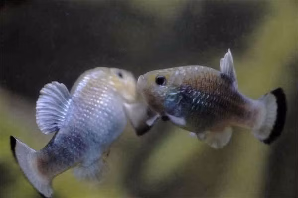 Cá pupfish cũng nằm trong danh sách những sinh vật tồn tại ở những nơi khắc nghiệt như địa ngục. Loài cá này vẫn sinh trưởng và phát triển tốt trong những con suối có nhiệt độ lên tới 47 độ C tại thung lũng chết của Mỹ. (Nguồn Chuyenla) 