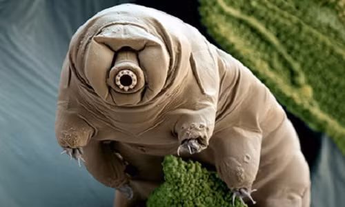 Cụ thể, năm 1842, một nhà khoa học người Pháp Doyère cho thấy bọ gấu nước vẫn sống sót được ở mức nhiệt...125°C. (Nguồn Lazi)