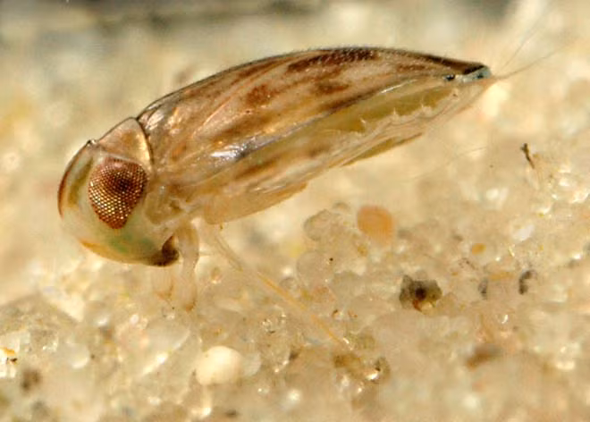 Điều đặc biệt là bọ nước Micronecta Scholtzi phát ra âm thanh bằng cách cọ xát dương vật của mình (chỉ dày bằng nửa sợi tóc) vào vùng bụng. Đây là một cách để loài bọ này tán tỉnh bạn tình. (Nguồn Microcosmos) 