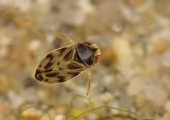 Âm thanh của bọ nước Micronecta Scholtzi phát ra to đến mức một người đi dọc bờ sông cũng có thể nghe thấy tiếng của nó vọng lên từ đáy sông. (Nguồn Ekkehard-wachmann) 