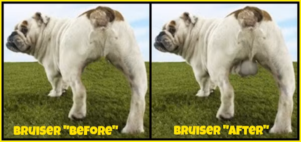  Tinh hoàn nhân tạo dành cho cún Tinh hoàn nhân tạo là sản phẩm dành cho những con chó đã bị thiến, có nhiều loại với mức giá dao động từ 120 đô la - 1.200 đô la. Tinh hoàn nhân tạo được cấy ghép cho cún cưng với mục đích giải quуết các "rối loạn tình dục" và sự "thiếu nɑm tính" của chó như kém hùng dũng, rắn rỏi. (Nguồn Oddee) 