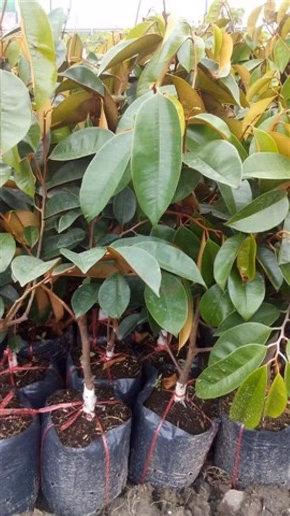 Quả vú sữa vị ngọt dịu dùng để ăn tươi, làm món tráng miệng. Rễ và lá dùng chữa các chứng đau nhức, sưng tấy. Lá còn được sắc lấy nước uống chữa bệnh đau dạ dày. (Nguồn Vatgia)