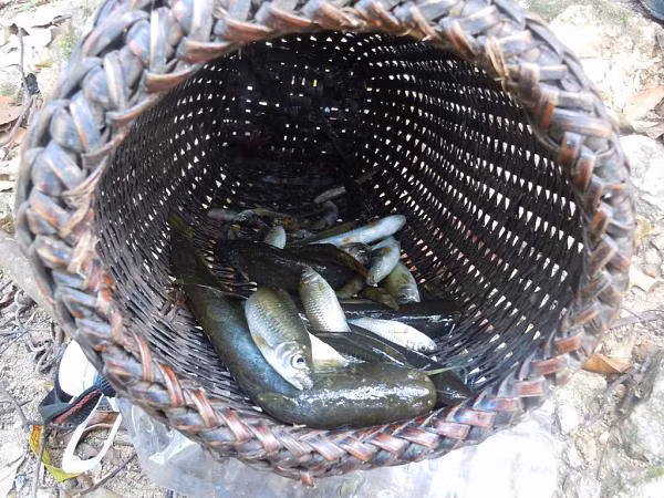  Cá mát là loài cá quen sống bầy đàn trong các khe đá, thường kiếm ăn vào ban đêm. Loài cá này được ghi nhận sống tại vùng sông Giăng ở Nghệ An, vùng Đakrông và Hướng Hóa ở Quảng Trị. (Nguồn Diachi)