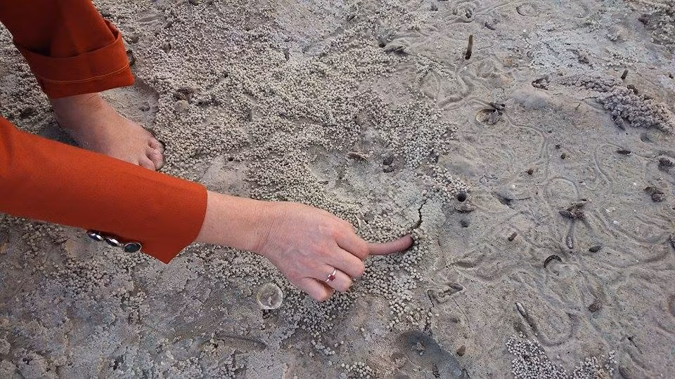 Sá sùng có thể được chế biến thành nhiều món ăn khác nhau. Sá sùng tươi có thể nấu canh với bầu, bí và đủ các loại rau, củ trong khi sá sùng khô có thể chiên. (Nguồn Baohaiquan)