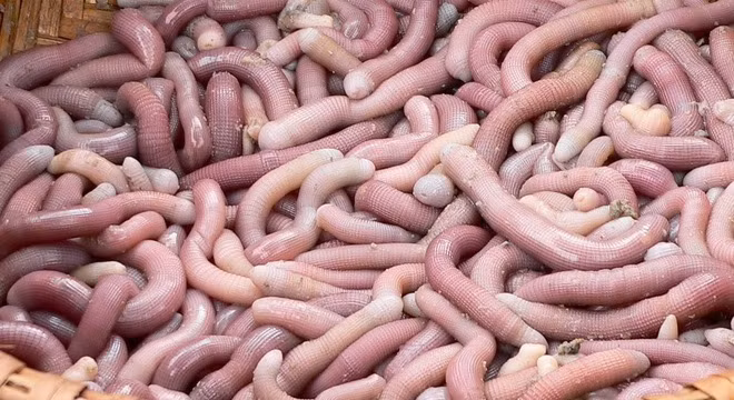 Sá sùng có hình dạng như một con giun khổng lồ, không có tim, gan, phổi. Sá sùng có độ dài từ 5cm - 10cm, có con dài đến 15cm–40 cm, nặng từ 1kg - 3 kg. (Nguồn Infonet)