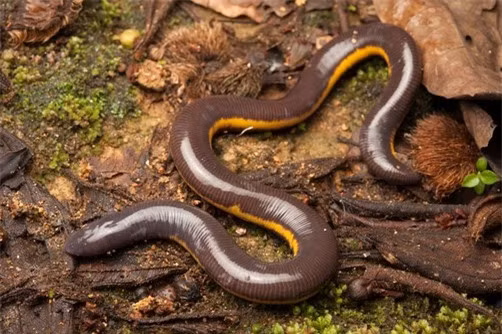  Ếch giun kỳ quái của Việt Nam là một loài lưỡng cư sống trong đất ẩm tại các khu vực rừng và đầm lầy hay vùng đất ngập nước. (Ảnh Khoahocphattrien)