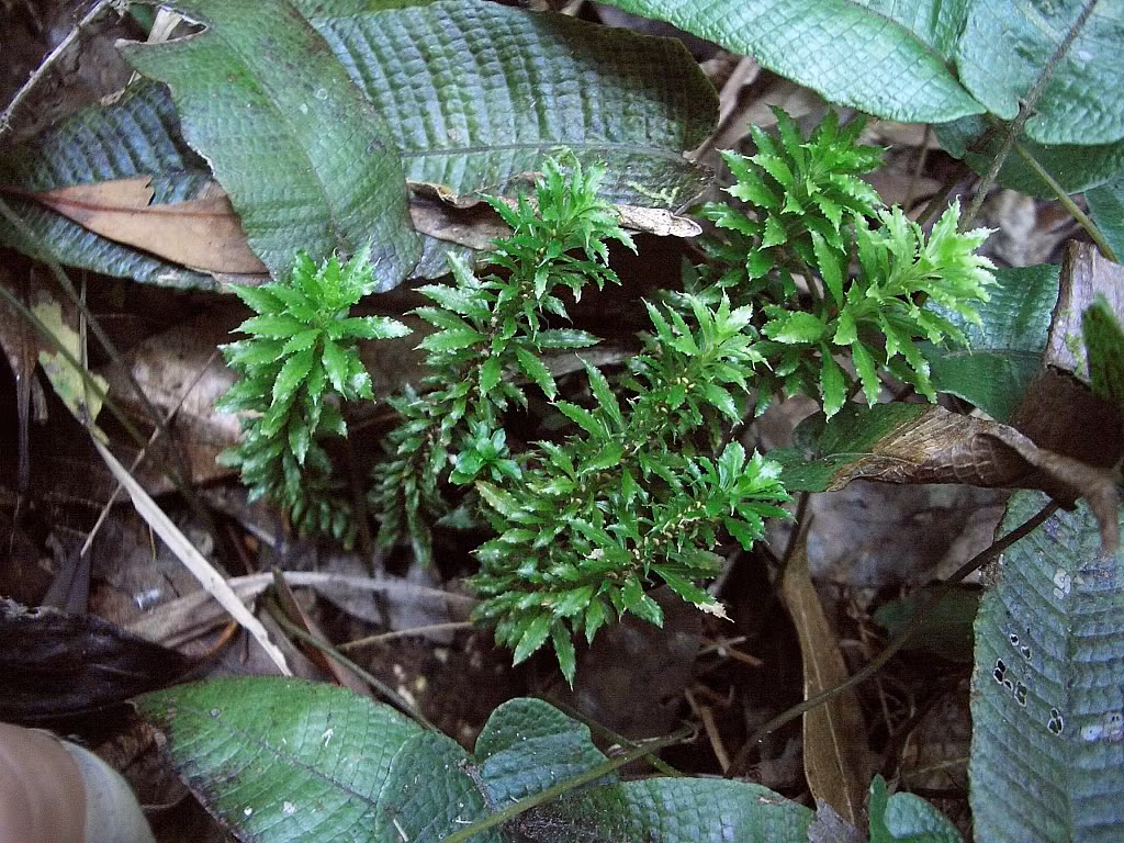 Cây thông đất có thân cao từ 30 - 50cm, phân nhánh nhiều. Lá mọc sít nhau, hình dải nhọn. Hoa nhiều, màu nâu nhạt. Loại cây này ưa sáng, chịu được hạn, chịu nóng ở nhiều nơi thuộc các độ cao khác nhau. (Nguồn Dktcdn)