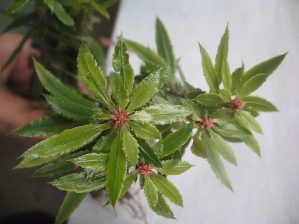 Cây thông đất đã được chứng minh là có thể hỗ trợ điều trị các bệnh Alzheimer, teo não, sa sút trí tuệ và các bệnh có liên quan đến tổn thương tế bào thần kinh não bộ. (Nguồn Staticflickr)