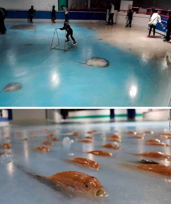 Nhung truong hop dong vat bi dong bang gay soc-Hinh-10