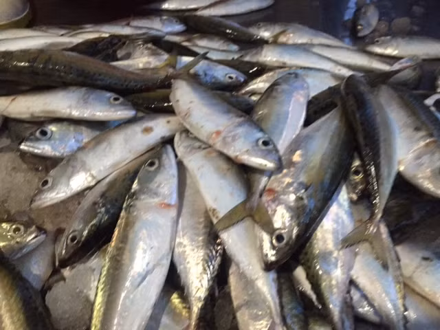 Cá bạc má rất giàu dinh dưỡng. Đặc biệt, hàm lượng Omega 3 có trong cá bạc má cao như trong cá trích, cá mòi, cá thu hay cá hồi. (Ảnh Longphatvn)