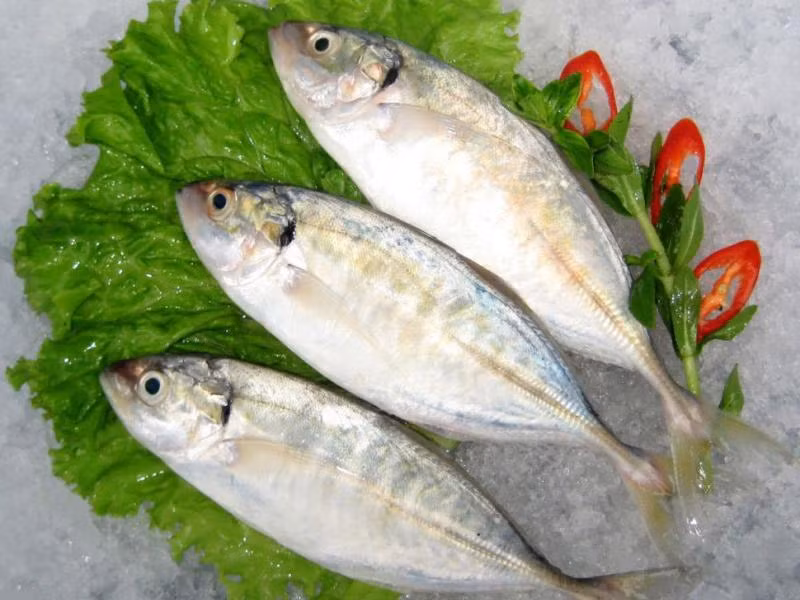 Cá bạc má có thân thuôn dài, hơi dẹt hai bên, sống theo từng đàn rất đông để tránh bị các loài khác ăn thịt. (Ảnh Haisanxanh)