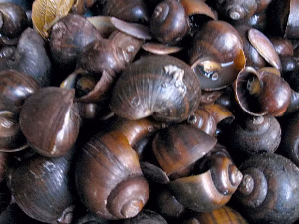 Ốc lác trước đây có nhiều trong tự nhiên nhưng số lượng ngày nay đã giảm đáng kể do xuất hiện ốc bươu vàng. (Nguồn Blogspot)