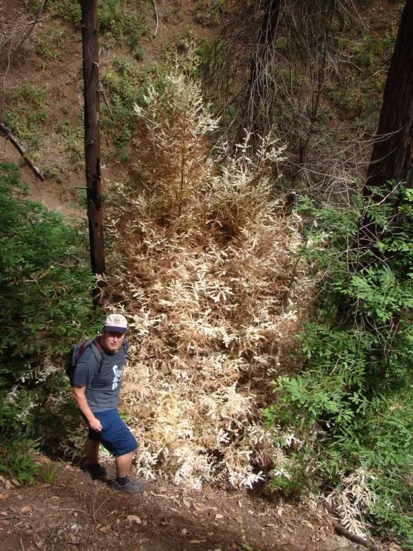 Cây gỗ hồng bạch tạng còn được gọi là “cây ma” bởi chúng sở hữu một màu trắng đặc biệt. Nó sở hữu bộ gen có tới 32 tỷ cặp cơ bản và mỗi nhiễm sắc thể có tới 6 bản sao nhưng lại không có diệp lục để quang hợp từ ánh sáng mặt trời. (Nguồn Tinhhoa)