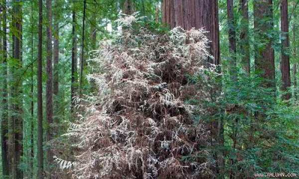 Cây gỗ hồng bạch tạng có thể tự nhân bản. Các lớp thực vật ở gần nhau giao tiếp thông qua bộ rễ. Chúng chia sẻ đều chất dinh dưỡng với nhau trong mùa đông khắc nghiệt. (Nguồn Xaluan)