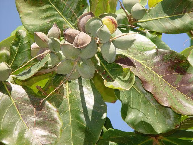 Bên cạnh tác dụng cho bóng mát, cây bàng còn có tác dụng khác là chữa bệnh. Ở một số nơi, người dân sử dụng vỏ cây bàng sắc uống chữa lỵ, ỉa chảy và rửa các vết loét, vết thương. (Nguồn Blogspot)