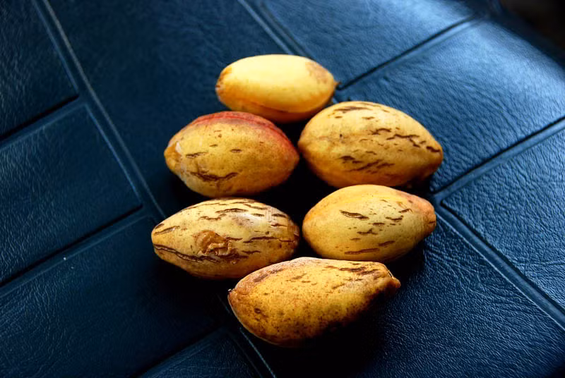 Quả ăn được và có vị hơi chua. Hạt bàng được dùng làm thực phẩm (mứt bàng, hạt bàng rang) hoặc có thể được ép lấy dầu để ăn hay dùng trong công nghiệp. (Nguồn Photobucket)