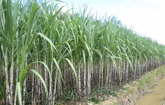 Ngoài ra, mía còn là vị thuốc từ thiên nhiên phòng và chữa nhiều bệnh như chữa suy nhược cơ thể, ăn ngủ kém, hay mệt mỏi,...(Nguồn Baochinhphu) 