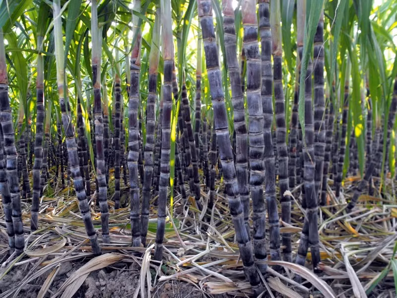  Cây mía có thân to mập, chia đốt, chứa nhiều đường, cao từ 2m - 6 m. Thân mía có màu vàng, đỏ hồng hoặc đỏ tím. Ở vùng nhiệt đới, chu kỳ sinh trưởng của cây mía thường là một năm. (Nguồn Cugaituoi)