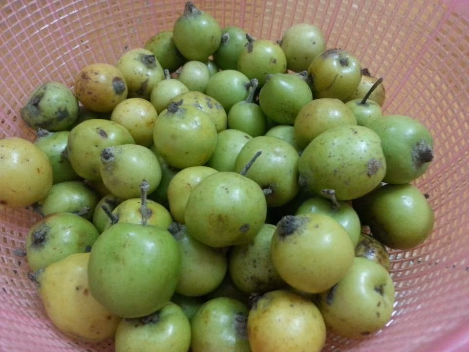 Cây táo mèo có chiều cao trung bình từ 7m-10m, thân gỗ , tán lá rộng. Quả táo mèo được thu hoạch vào khoảng tháng 9, tháng 10 hàng năm. (Nguồn Otofun)