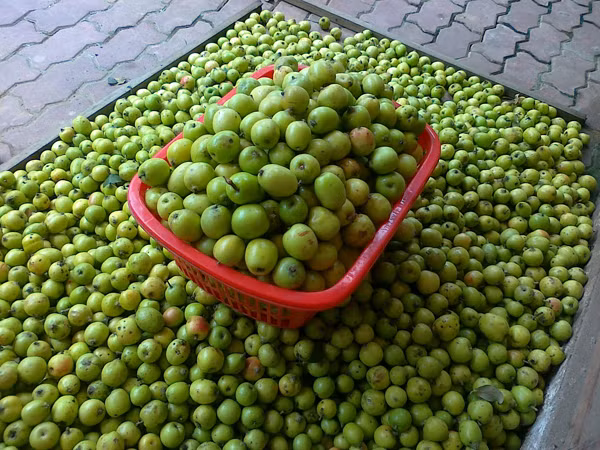 Táo mèo còn là một vị thuốc quý với nhiều công dụng như kháng khuẩn, chữa rối loạn mỡ máu, trị chứng đầy bụng, trị huyết áp cao, phòng biến chứng, tăng cường khả năng tiêu hóa chữa gan nhiễm mỡ,...(Nguồn Caythuocquangninh)