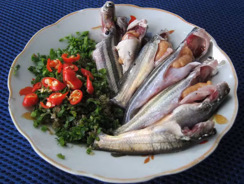 Đặc biệt, cá chốt có thể chích nọc độc khiến người bị chích cảm thấy đau nhức từ vài tiếng đến một hai ngày. (Nguồn Vannghetiengiang)