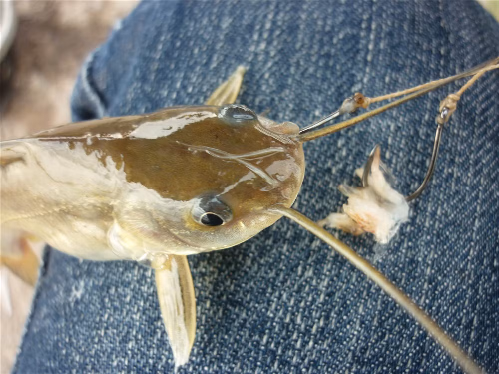 Chính vì vậy mà trước đây, cá chốt từng được xem là “tai họa” với ngư dân. (Nguồn Thegioicauca)