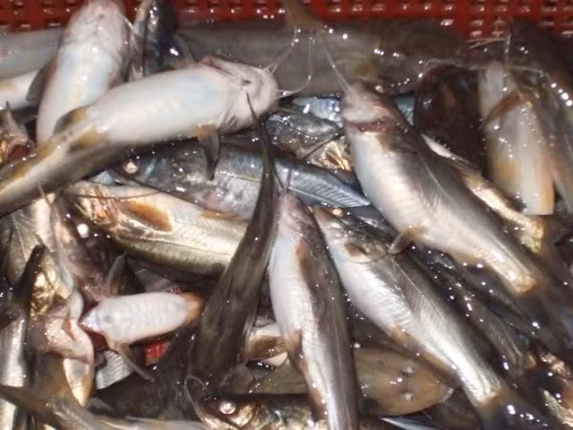 Trên thế giới, cá chốt còn có ở Thái Lan, Sumatra, Borneo. Đây là một loài cá thuộc họ cá lăng. (Nguồn Dulichvn)