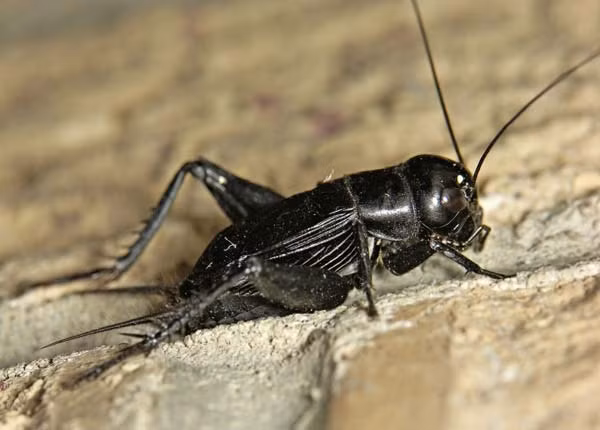 Dế mèn là loại côn trùng ăn tạp. Chúng ăn tất cả các loại cỏ (cả khô lẫn tươi), chồi non, rễ cây,…Đôi khi, chúng cũng ăn các loại côn trùng và các loại dế khác nhỏ hơn. (Nguồn Dongtrunghathaoaloha)