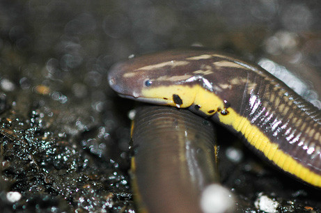 Mỗi lứa, ếch giun mẹ đẻ được khoảng 20 quả trứng. Sau khi đẻ trứng, ếch giun mẹ sẽ cuộn lấy trứng để bảo vệ chúng. (Ảnh Nationalgeographic)