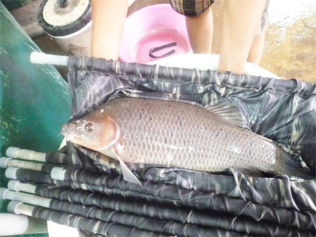 Cá ét mọi đẻ trứng vào các tháng đầu mùa mưa. Đây là loài dễ thích nghi sinh sản khi có thể đẻ trứng ở nhiều nơi. Ảnh Baoapbac.